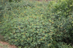 Cassia sophera